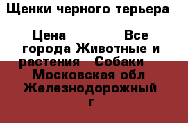 Щенки черного терьера › Цена ­ 35 000 - Все города Животные и растения » Собаки   . Московская обл.,Железнодорожный г.